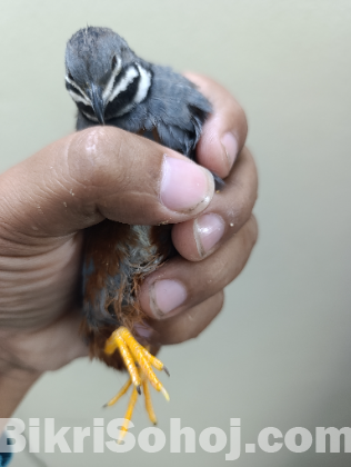 কিং কোয়েল